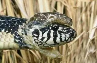 长生蛇在线观看,穿越时空的神秘之旅  第1张