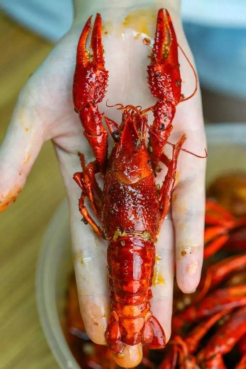 小龙虾爆料视频,行业背后惊人真相  第2张