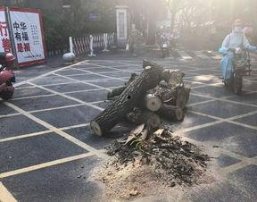 绵阳凯厦砍树事件爆料视频,揭秘校园暴力背后的真相 第1张 绵阳凯厦砍树事件爆料视频,揭秘校园暴力背后的真相 第1张