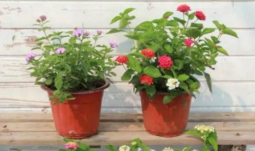 爆料睢宁古墓视频最新,神秘历史宝藏重现世间  第2张